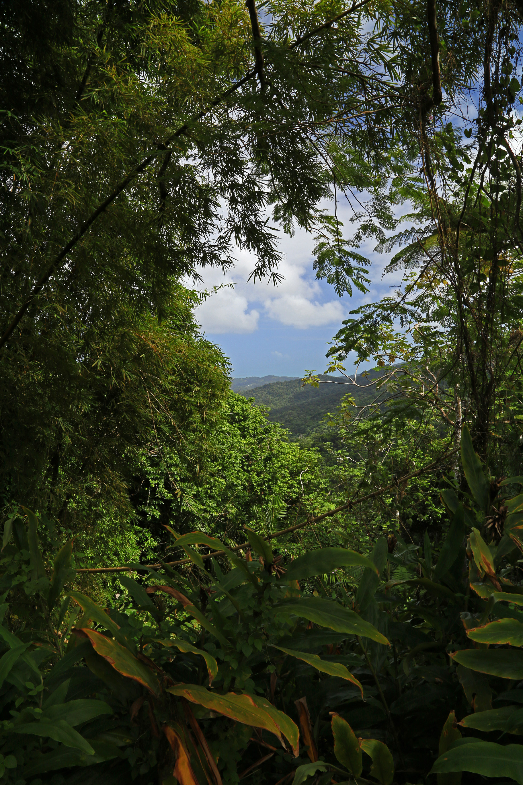 Puerto Rico - El Yunque - A Window into Paradise